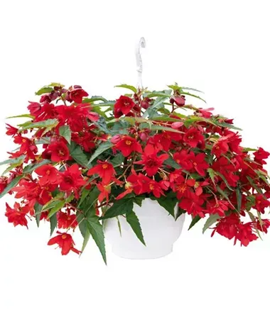 Begonia zwisająca &#39;Funky® Red&#39; Begonia tuberhybrida