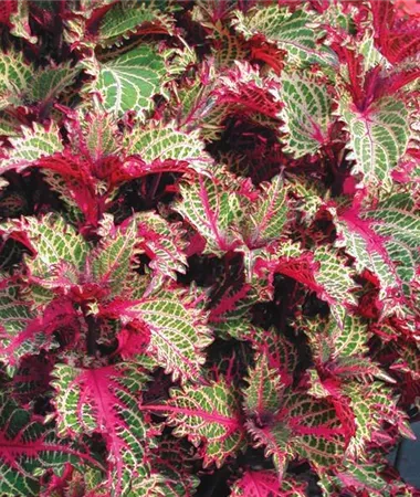 Koleus &#39;Copa® Peter’s Wonder&#39; Coleus