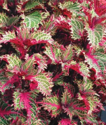 Koleus &#39;Copa® Peter’s Wonder&#39; Coleus