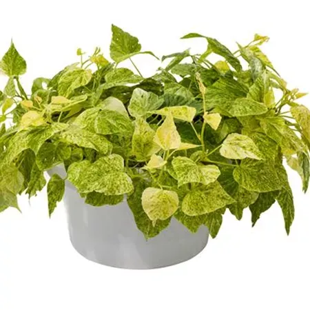 Ipomea Wilec zielonolistna sercolistna Ipomoea