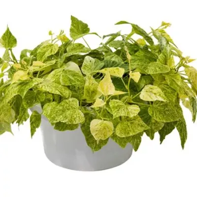 Ipomea Wilec zielonolistna sercolistna Ipomoea