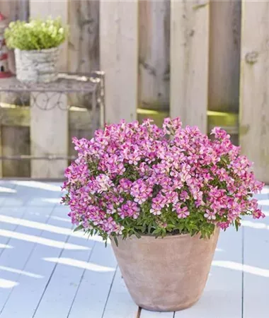 Wyżlin &#39;Dazzling Lips® Pink&#39; Antirrhinum majus