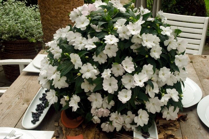 Niecierpek nowogwinejski biały Impatiens