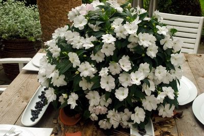 Niecierpek nowogwinejski biały Impatiens