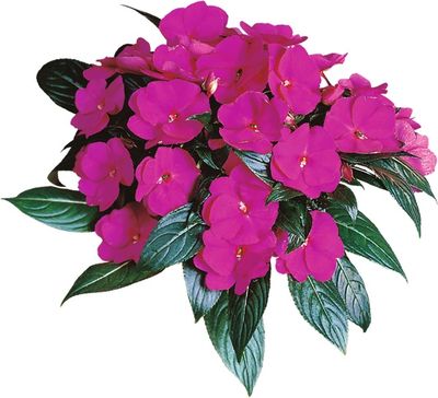 Niecierpek nowogwinejski lilowy Impatiens