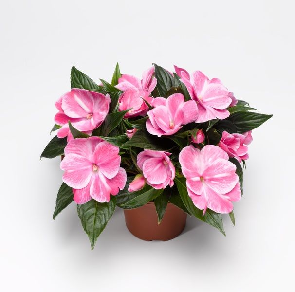 Niecierpek nowogwinejski &#39;Magic Pink&#39; Impatiens