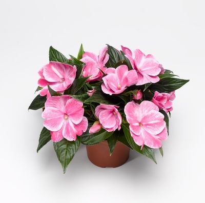 Niecierpek nowogwinejski &#39;Magic Pink&#39; Impatiens