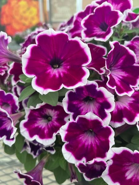 Petunia zwisająca &#39;Painted Love™ Purple&#39; Petunia hybrida