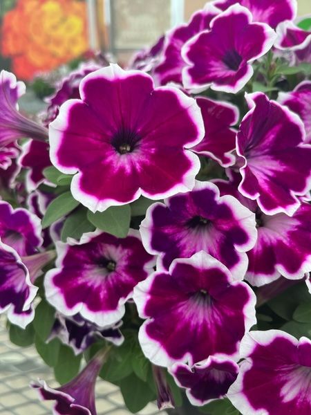 Petunia zwisająca 'Painted Love™ Purple' Petunia hybrida