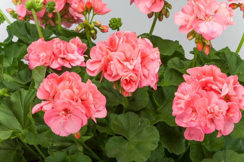 Pelargonia hybrydowa stojąca &#39;Calliope Soft Coral&#39; Pelargonium interspecific