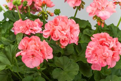 Pelargonia hybrydowa stojąca &#39;Calliope Soft Coral&#39; Pelargonium interspecific