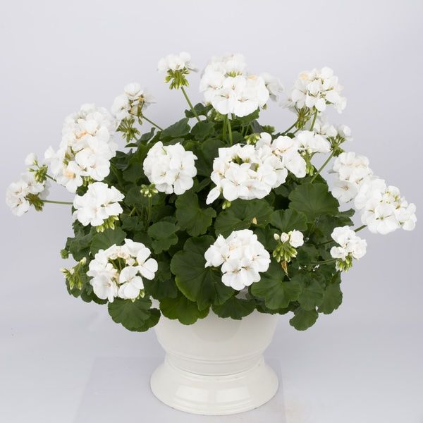 Pelargonia hybrydowa stojąca &#39;Calliope White&#39; Pelargonium interspecific