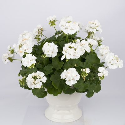 Pelargonia hybrydowa stojąca 'Calliope White' Pelargonium interspecific