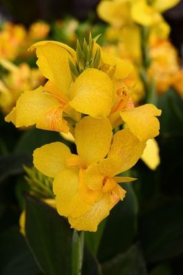 Kanna Paciorecznik &#39;Cannova Yellow&#39; Canna