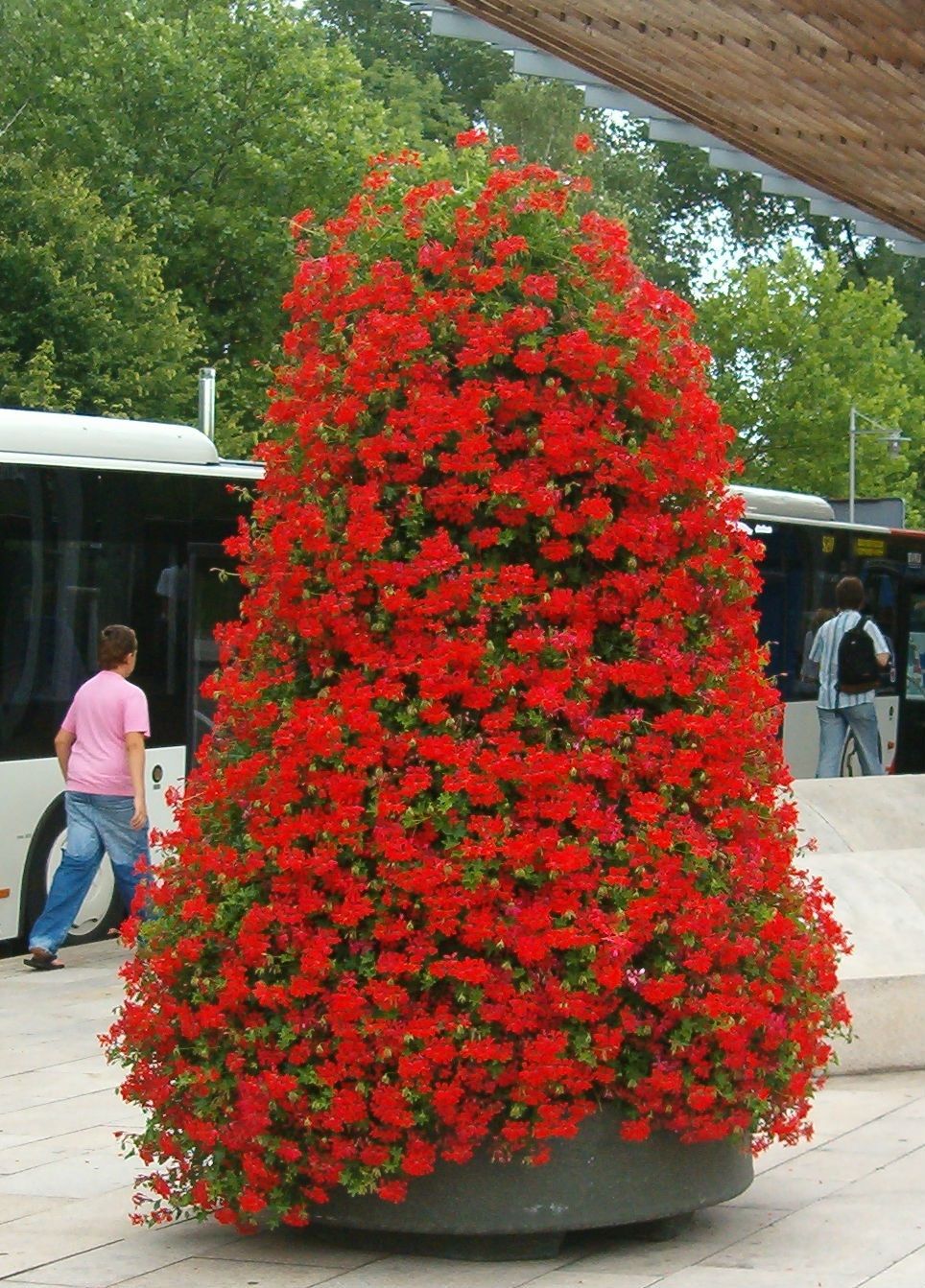 Pelargonia kaskadowa czerwona Pelargonium peltatum