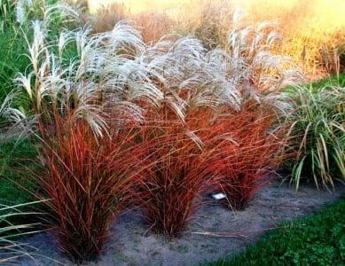 Miskant chiński &#39;Dronning Ingrid&#39; Miscanthus sinensis