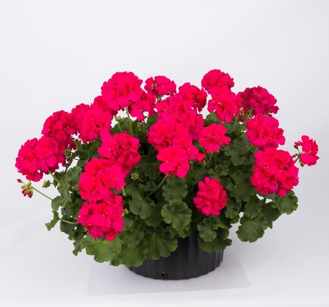 Pelargonia hybrydowa stojąca &#39;Calliope Hot Rose&#39; Pelargonium interspecific
