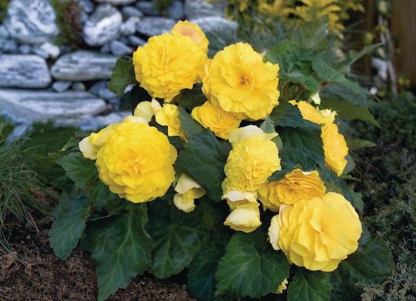 Begonia stojąca bulwiasta żółta Begonia tuberhybrida