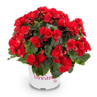 Begonia 'Solenia Scarlet'