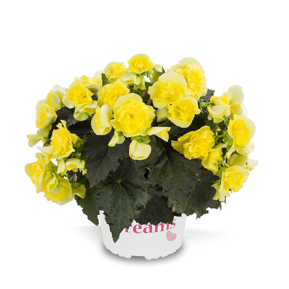 Begonia żółta &#39;Solenia Yellow&#39;