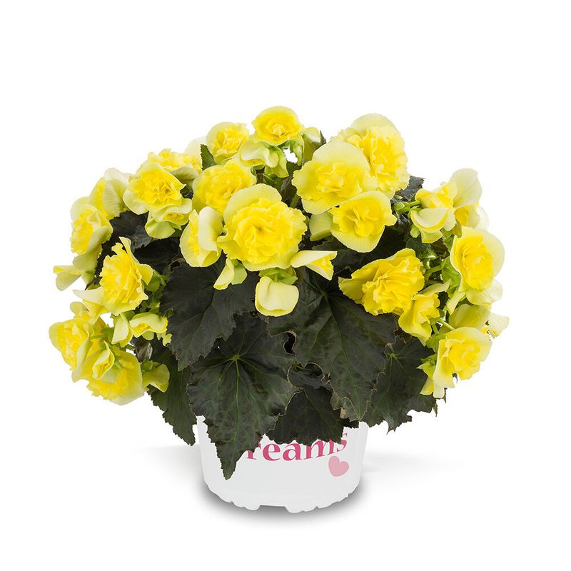 Begonia żółta 'Solenia Yellow'