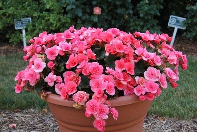 Begonia jasny róż 'Solenia Light Pink'