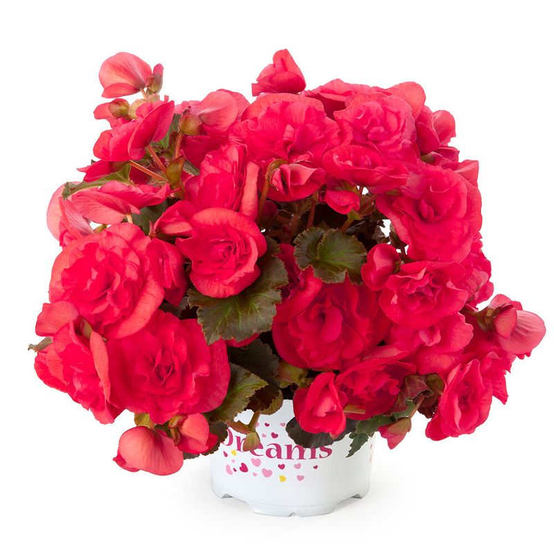 Begonia ciemny róż 'Solenia Dark Pink'
