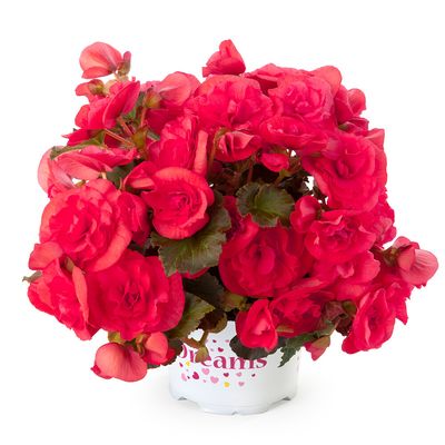 Begonia ciemny róż 'Solenia Dark Pink'