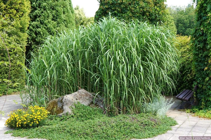 Miskant olbrzymi Miscanthus giganteus