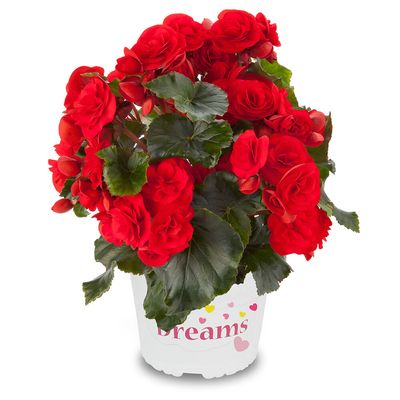 Begonia &#39;Solenia Red Orange&#39;