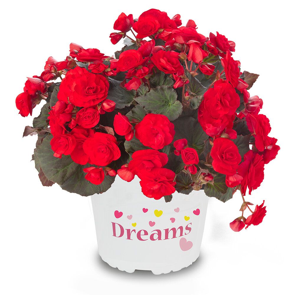 Begonia &#39;Solenia Red Improved&#39;