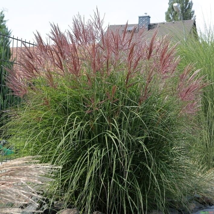 Miskant chiński &#39;Ferner Osten&#39; Miscanthus sinensis