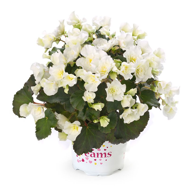 Begonia 'Cottage Glory White'
