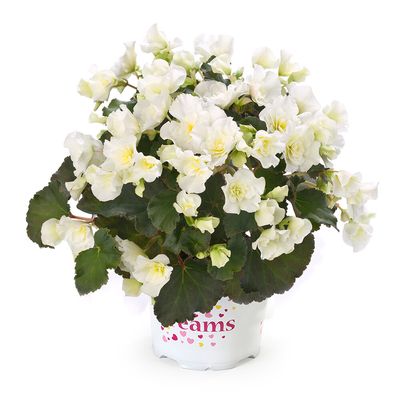Begonia 'Cottage Glory White'