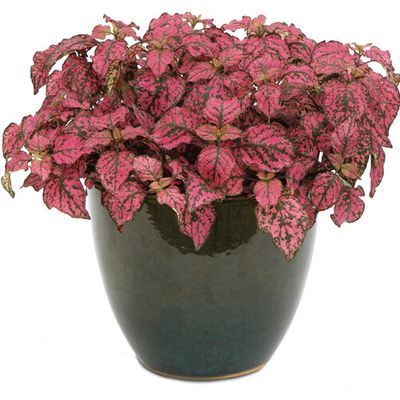 Niedośpian różowy 'Hippo Pink' Hypoestes