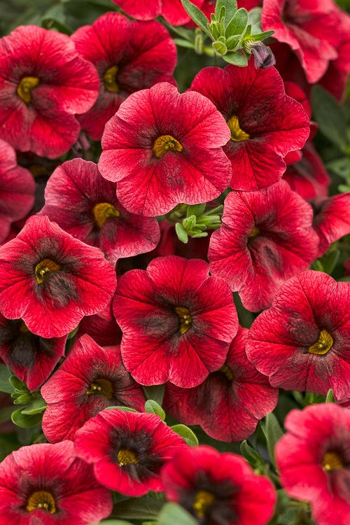 Superbells® &#39;Pomegranate Punch&#39; Kalibrachoa, Calibrachoa