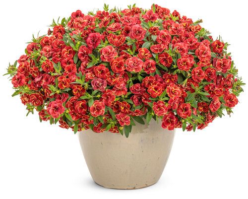 Superbells® 'Double Redstone' Kalibrachoa, Calibrachoa