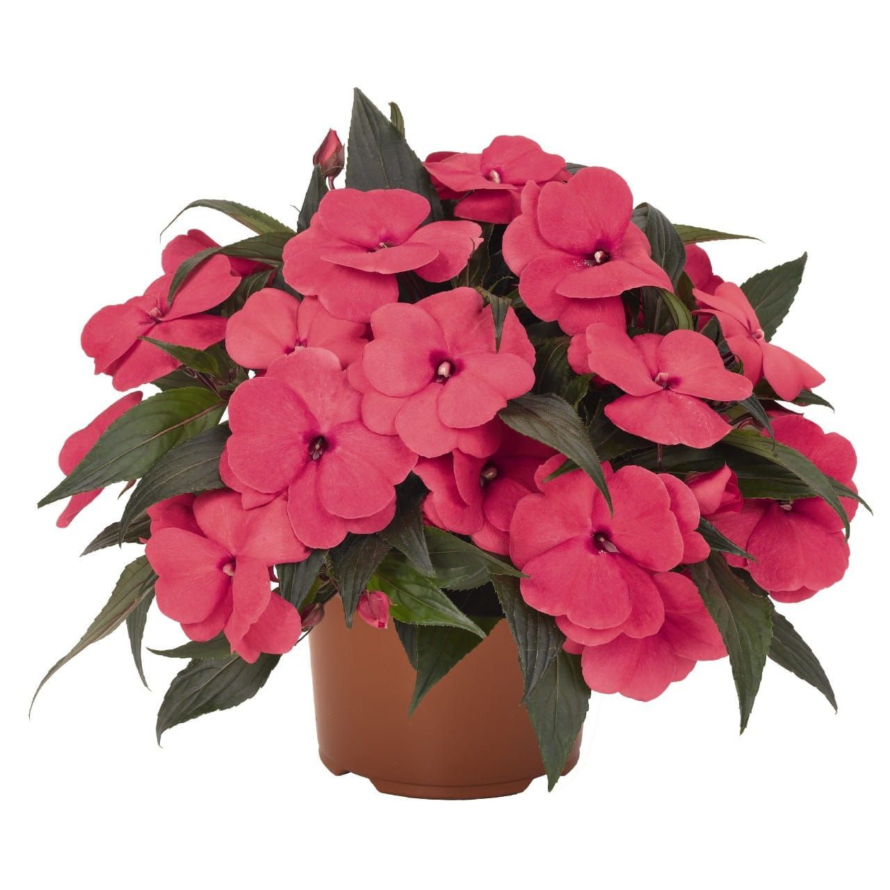 Niecierpek nowogwinejski Hot Pink Impatiens