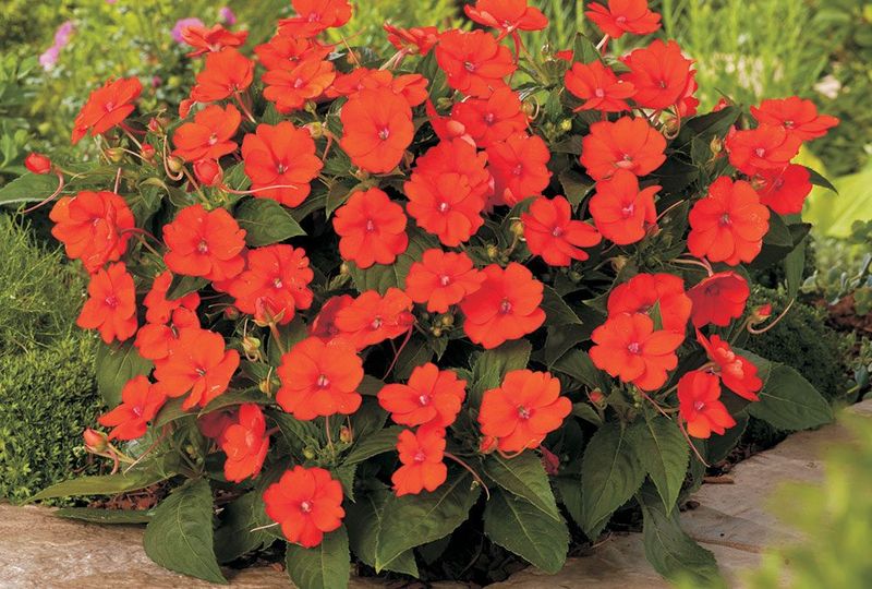 Niecierpek słoneczny &#39;Sunpatiens®&#39; koralowy kompaktowy Impatiens