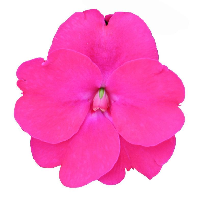 Niecierpek słoneczny &#39;Sunpatiens®&#39; Neonowy Róż Impatiens
