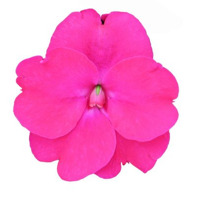 Niecierpek słoneczny &#39;Sunpatiens®&#39; Neonowy Róż Impatiens