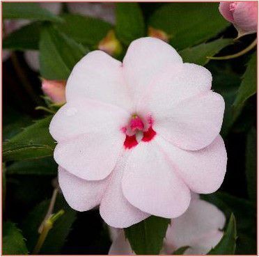 Niecierpek słoneczny &#39;Sunpatiens®&#39; Słodkie Serduszko Impatiens