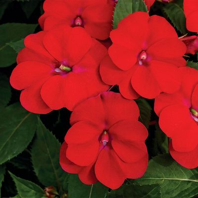 Niecierpek słoneczny &#39;Sunpatiens®&#39; czerwony Impatiens