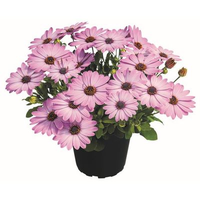Stokrotka afrykańska 'SummerSmile Light Pink' Osteospermum