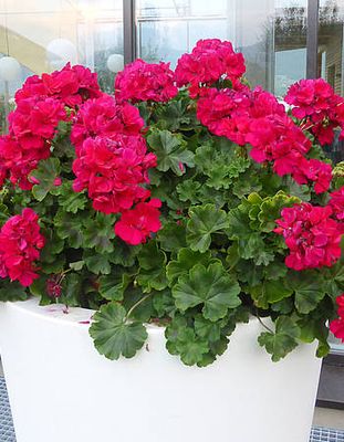 Pelargonia stojąca hybrydowa &#39;Champion™ Neon&#39; Pelargonium interspecific