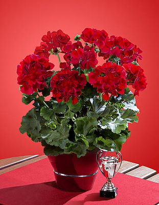 Pelargonia hybrydowa &#39;Champion™ Red Improved&#39; Pelargonium interspecific