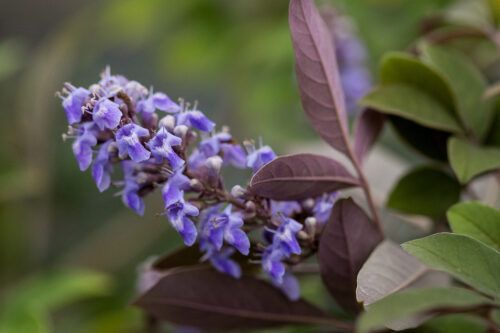 Niepokalanek &#39;Flip SideE® Chastetree&#39; Vitex agnus-castus