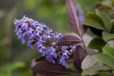 Niepokalanek &#39;Flip SideE® Chastetree&#39; Vitex agnus-castus