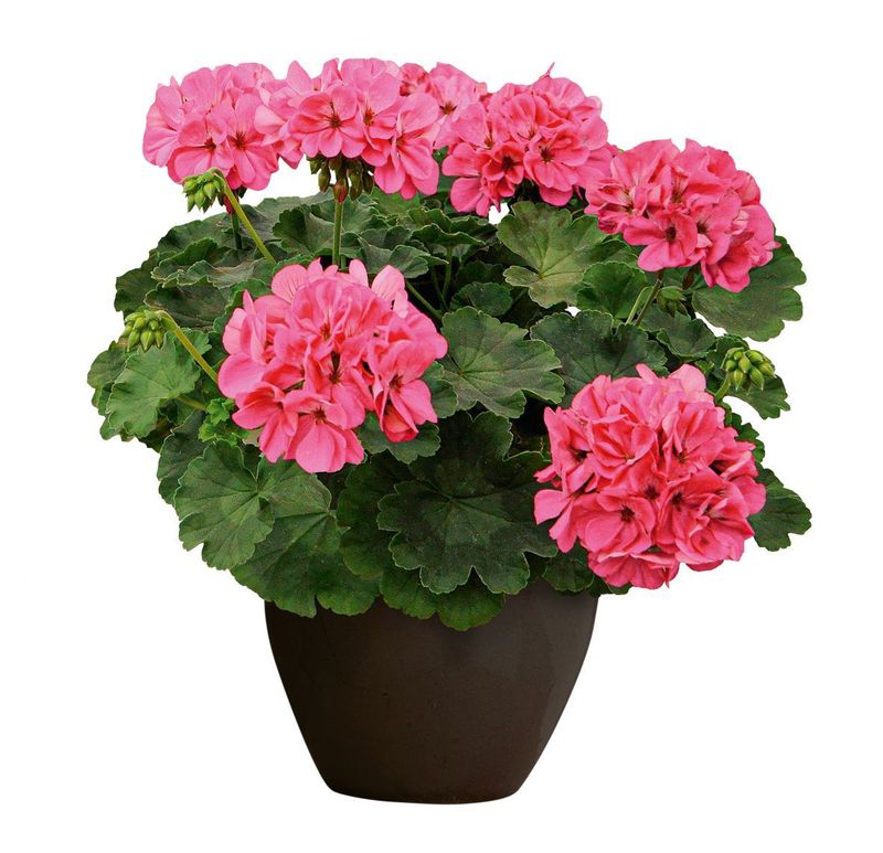 Pelargonia stojąca hybrydowa 'Champion™ Flamingo' Pelargonium interspecific