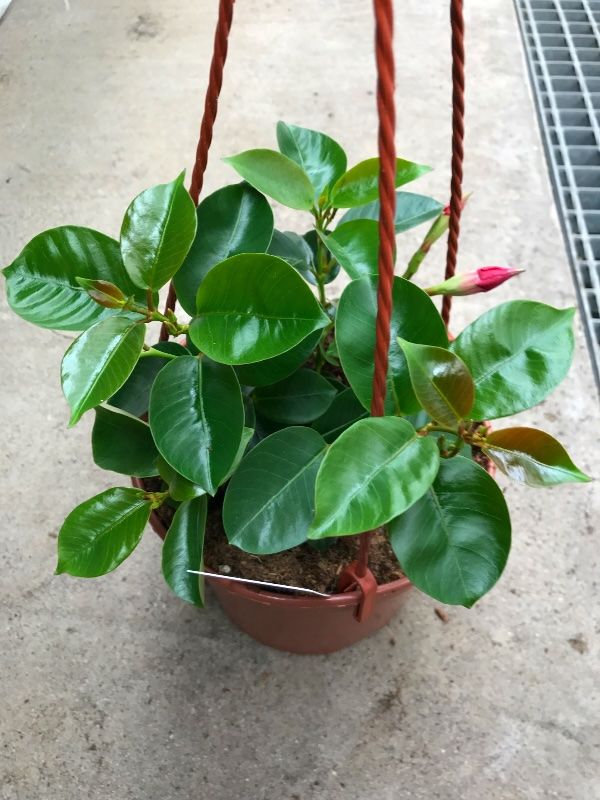 Dipladenia &#39;Brasileira Dark Red&#39; Mandevilla